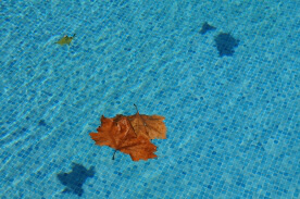 leaf in Marin pool